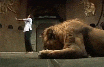 在狮子面前练武的结果.