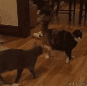 chmkj1andsoiip1rab_vz5oozh8aahq9galmbsah-_n598.gif