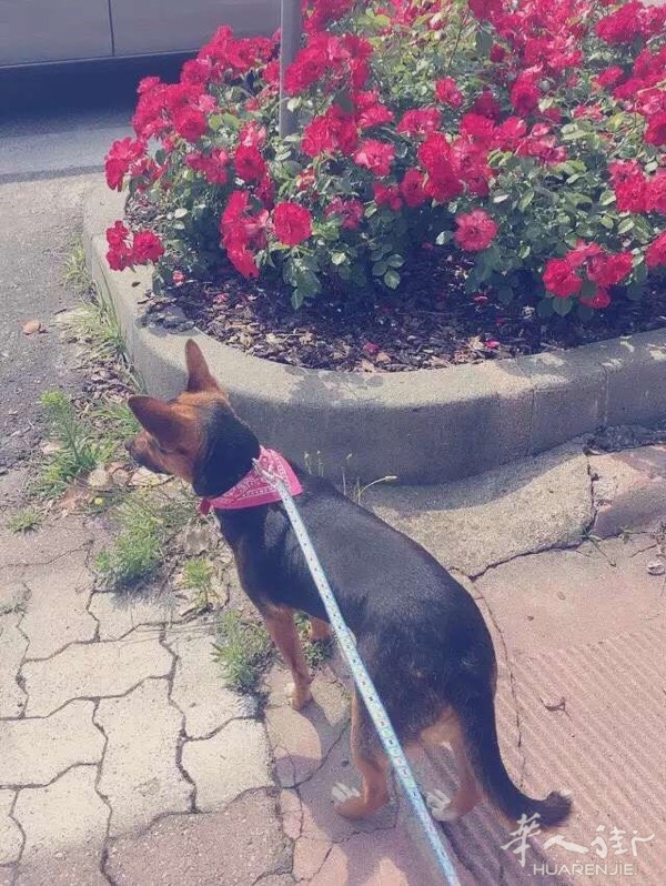 意大利绿卡 - 意大利你问我答