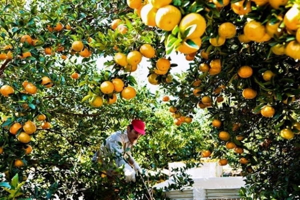 转居留手续简化: 意大利向季度工敞开大门