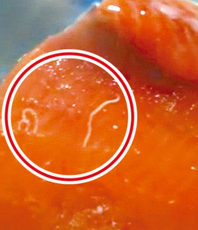 生吃三文鱼小心感染寄生虫!