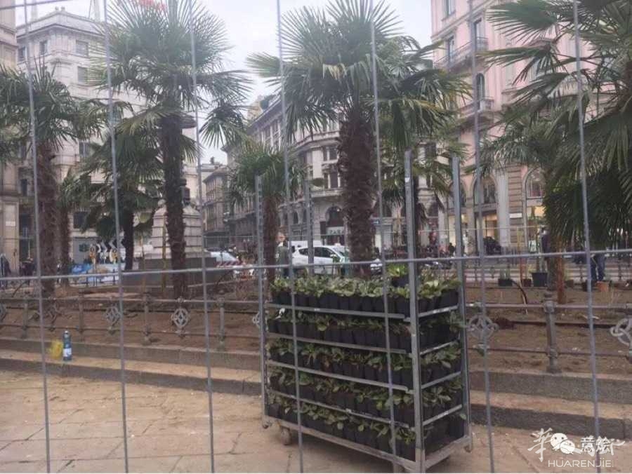米兰Duomo广场又种50颗香蕉树,就差猴子了