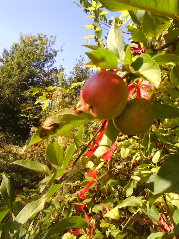 火车站边上的小小野苹果 - 华人街网
