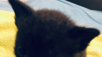 小黑猫