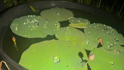 小荷才露尖尖角，己有蜻蜓立上头，呵呵我种的碗莲连续第二年开花了，今年花的形色更胜