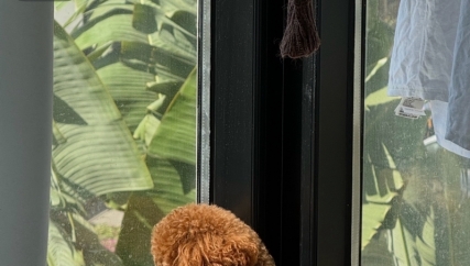 泰迪犬，小型犬一到四个月容易死，现在五个月了，很健康