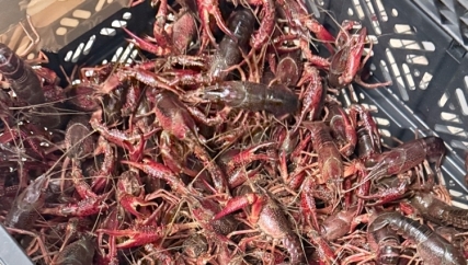 自己钓的小龙虾🦞太可爱啦