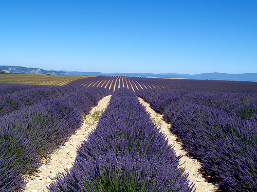 Valensole 瓦朗索勒 (薰衣草) Valensole 瓦朗索勒 (薰衣草)