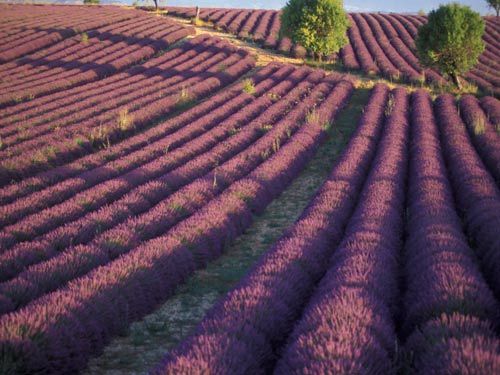 Valensole 瓦朗索勒 (薰衣草) Valensole 瓦朗索勒 (薰衣草)