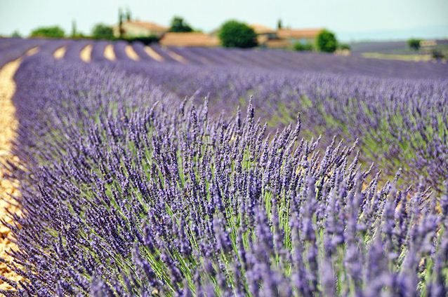 Valensole 瓦朗索勒 (薰衣草) Valensole 瓦朗索勒 (薰衣草)