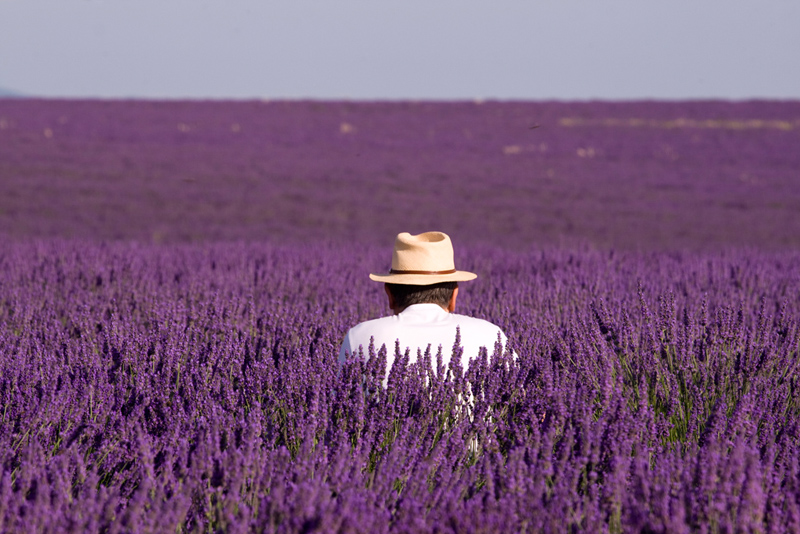Valensole 瓦朗索勒 (薰衣草) Valensole 瓦朗索勒 (薰衣草)