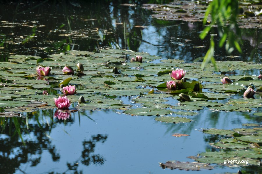 Les jardins de Claude MONET(莫奈 Les jardins de Claude MONET(莫奈