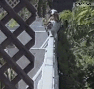 D 聪明猫c.gif