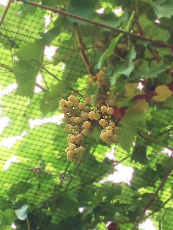 葡萄架上的葡萄 016.JPG