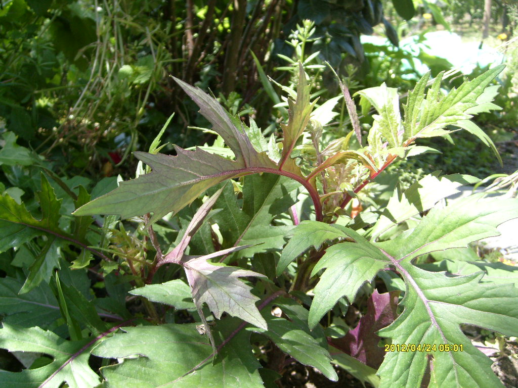 S6306046.JPG