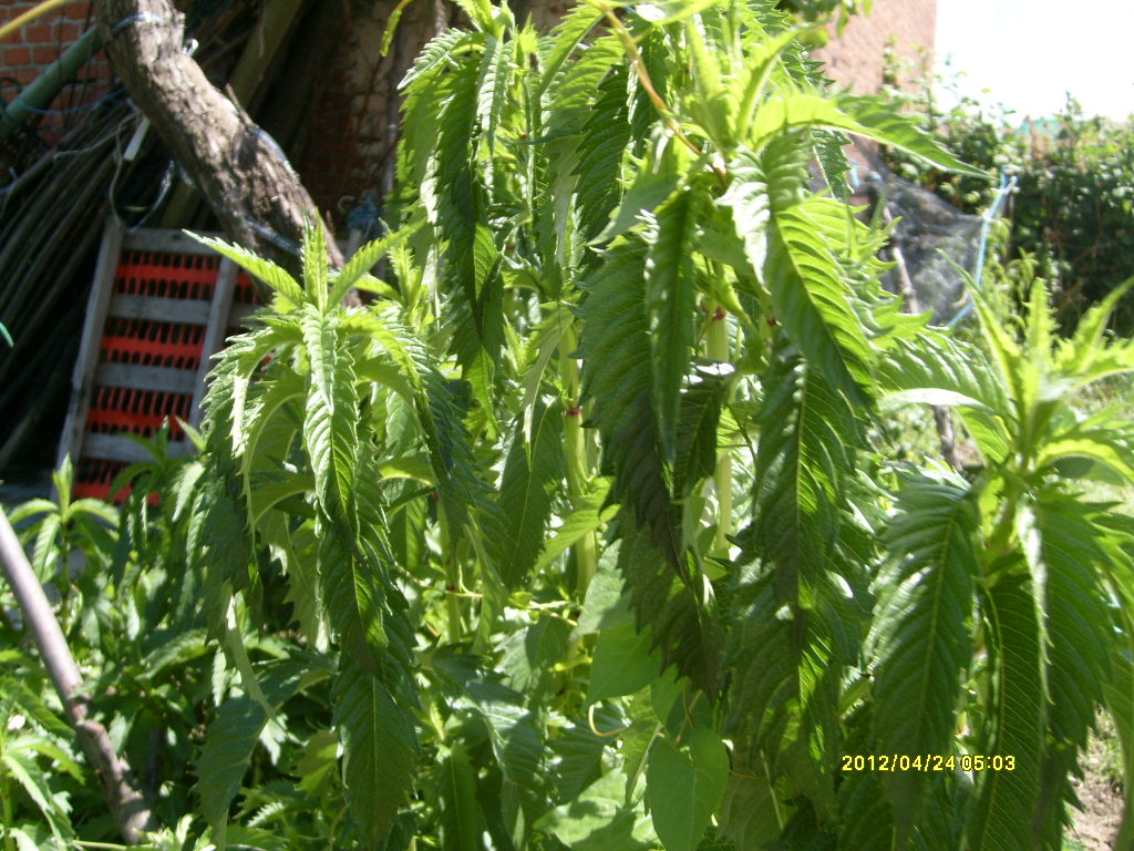 S6306056.JPG