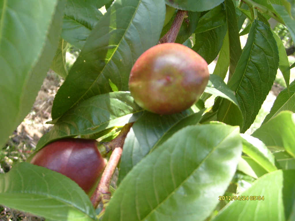 S6306058.JPG