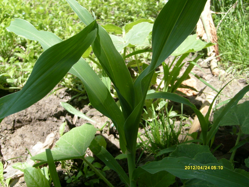 S6306076.JPG
