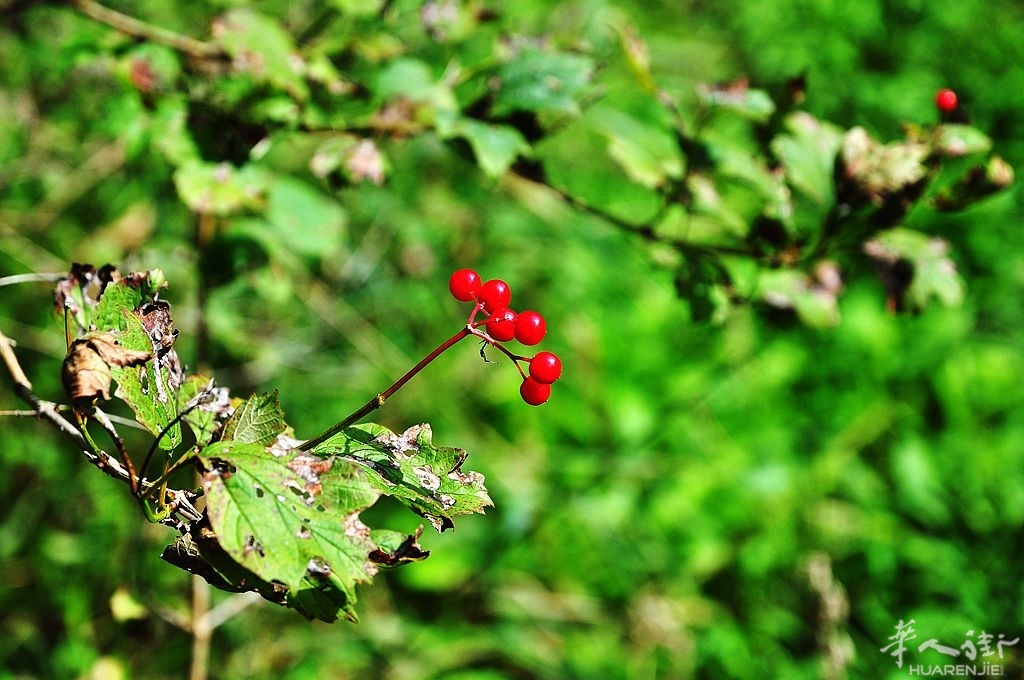 DSC_6709_副本.jpg