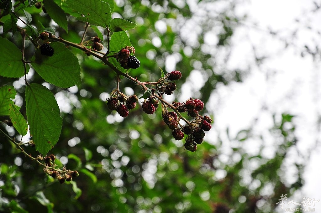 DSC_6734_副本.jpg
