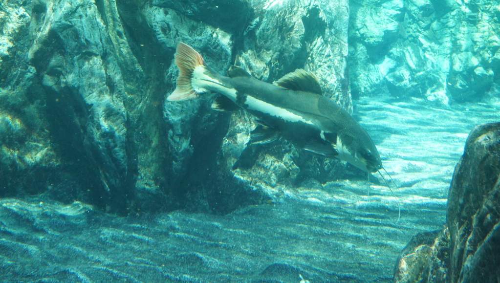 DSC00680.JPG