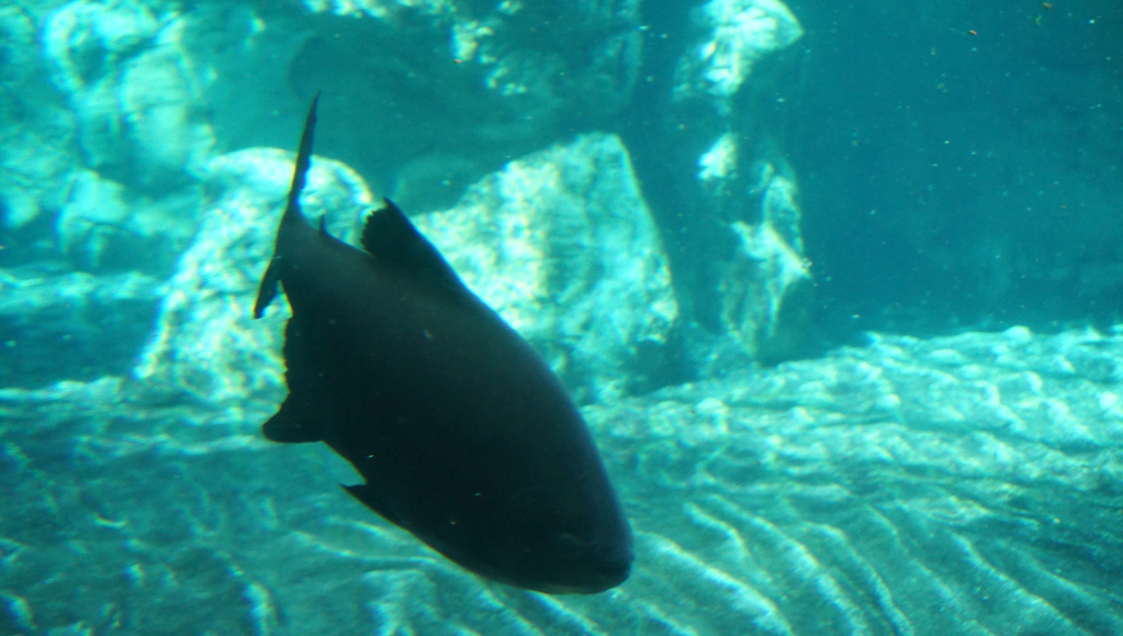 DSC00681.JPG
