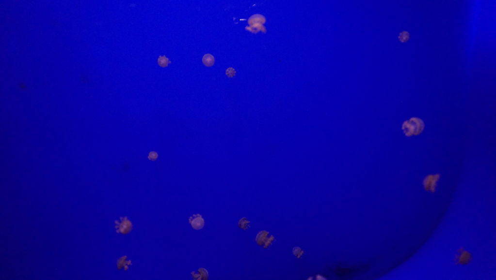 DSC00824.JPG