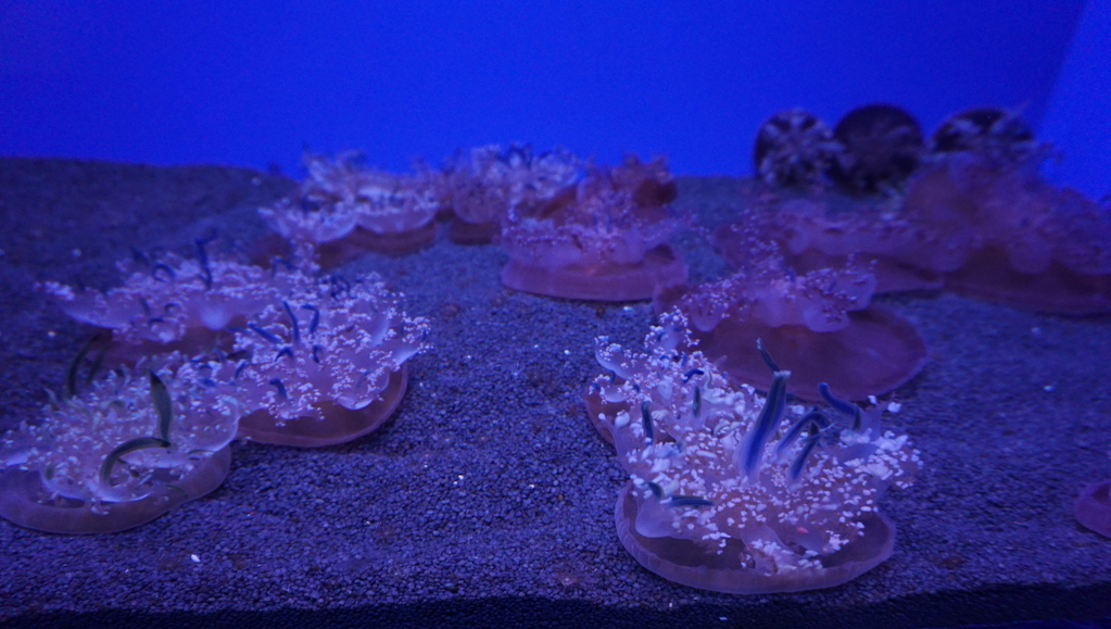 DSC00834.JPG