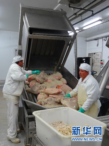 工人将大金属盒拖入一个仓库，被粗盐粒完全覆盖的猪腿在这里将存放大约２０天。工人取出存放够时间的猪腿  ...