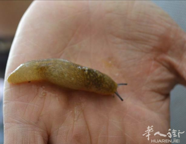 虫.jpg
