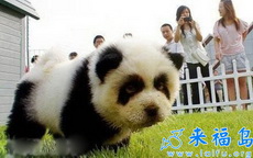 熊猫9 此狗狗太像国宝啦.jpg