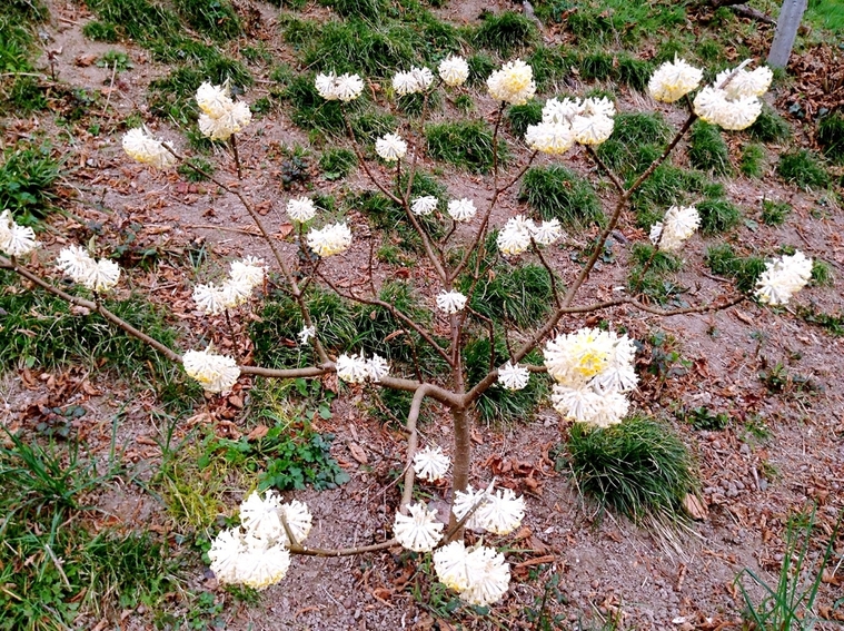 145228c9uhb92kjq7q7jg7.jpg.thumb (1).jpg