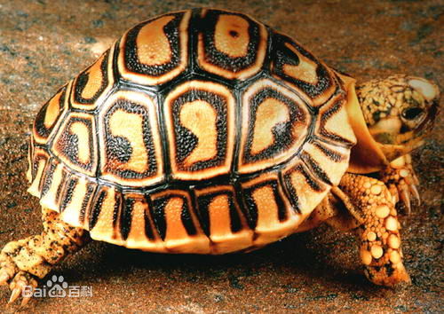 豹纹陆龟
