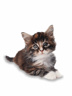 48325_7721539_15.gif