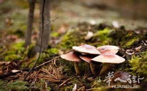 funghi-3-4.jpg
