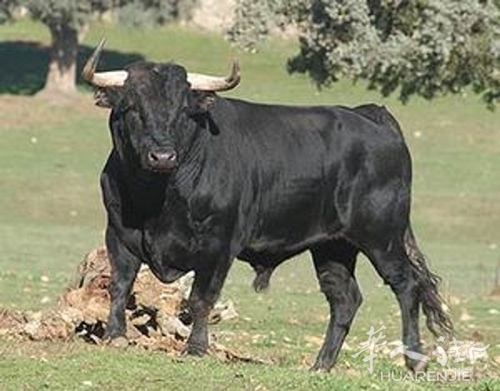 toro-2.jpg