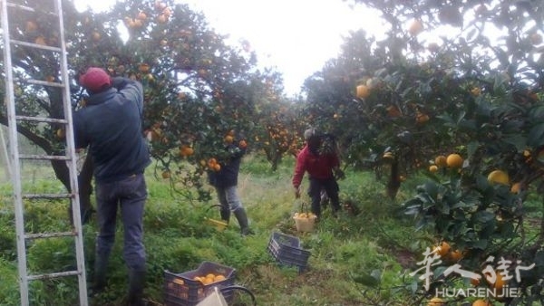 braccianti agrumi-2.jpg