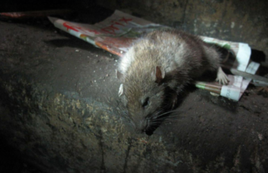 巴黎成了老鼠之乡,灭鼠大战再次打响