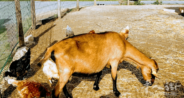 0d633a6400cf4143b5f21627b9be20b9.png