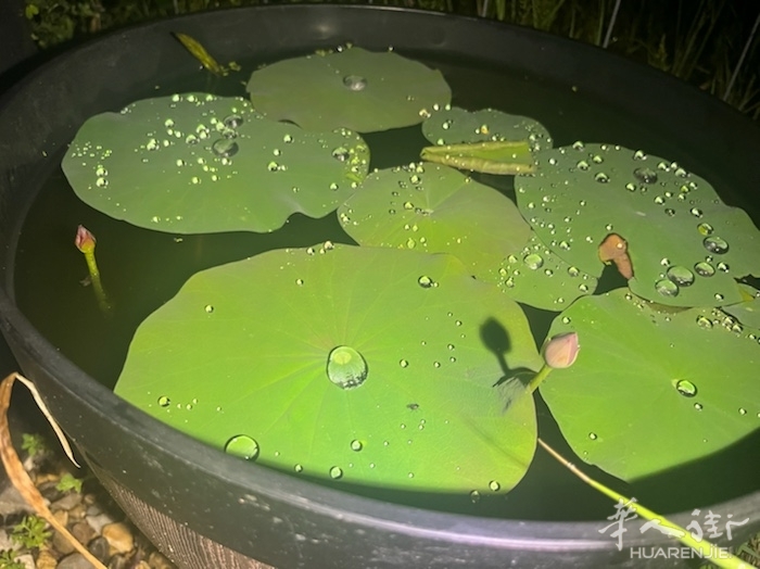 小荷才露尖尖角，己有蜻蜓立上头，呵呵我种的碗莲连续第二年开花了，今年花的形色更胜