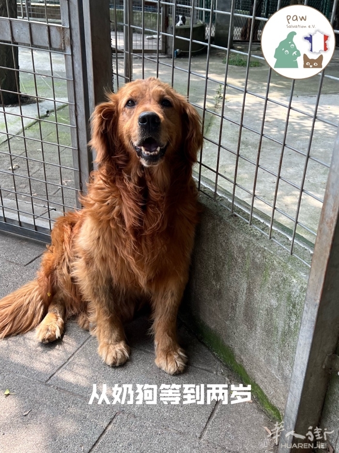 金毛妹妹找领养。24kg 性格温顺，情绪稳定不拆家。定时外出排泄不在家里上厕所。