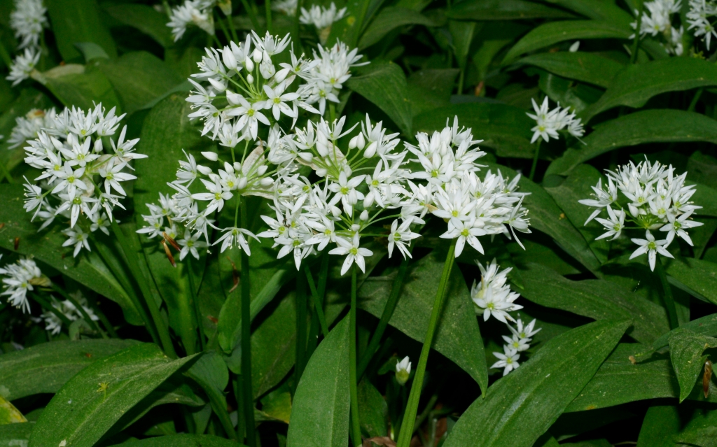 Allium_ursinum_3_RF.jpg