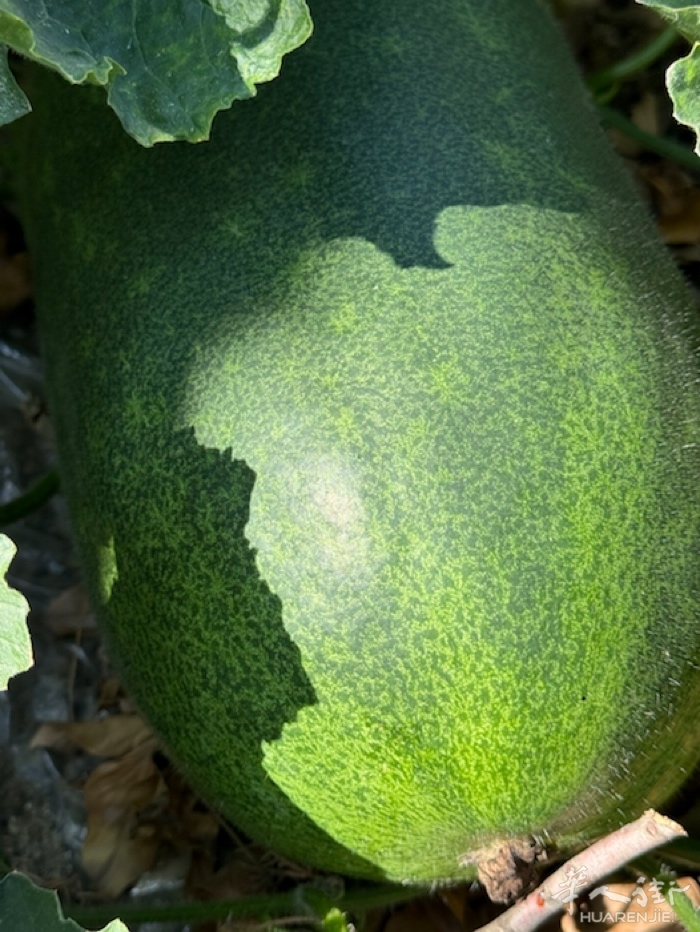 picture.jpg
