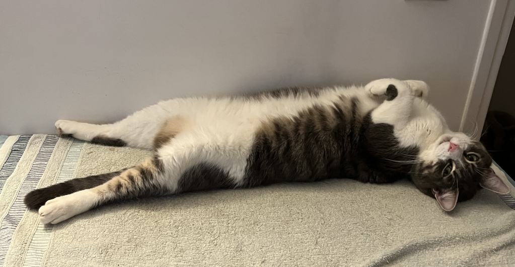 猫爸 美图2