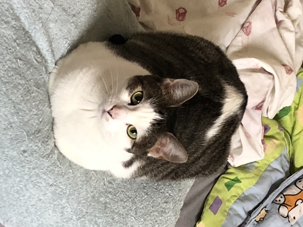 猫妈 美图