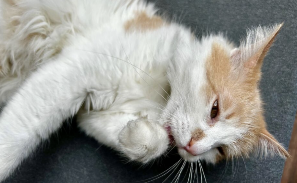 截屏2025-08-26 18.38.49.png