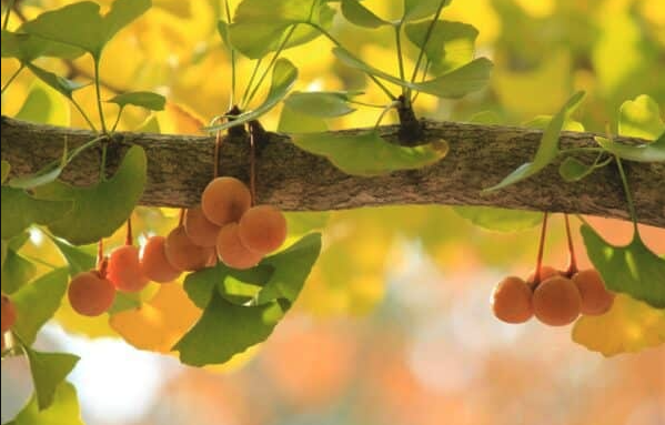 Capture d’écran 2025-10-15 à 11.09.35.png