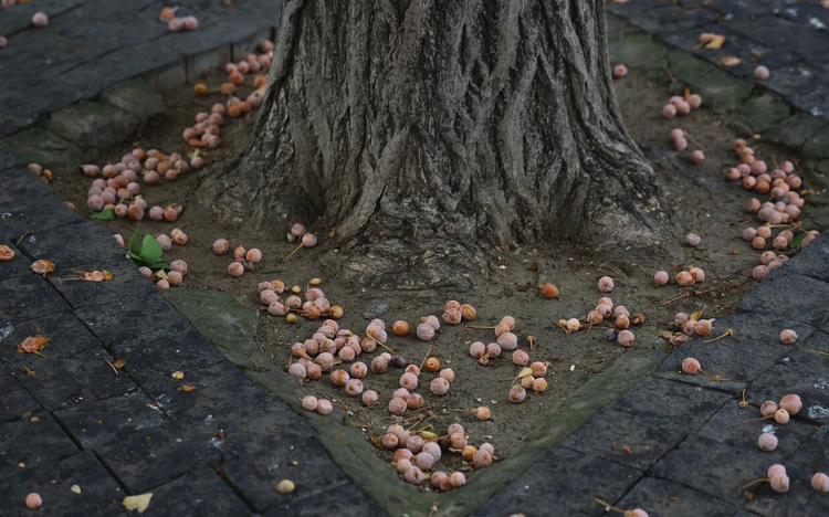 Capture d’écran 2025-10-15 à 11.16.05.png