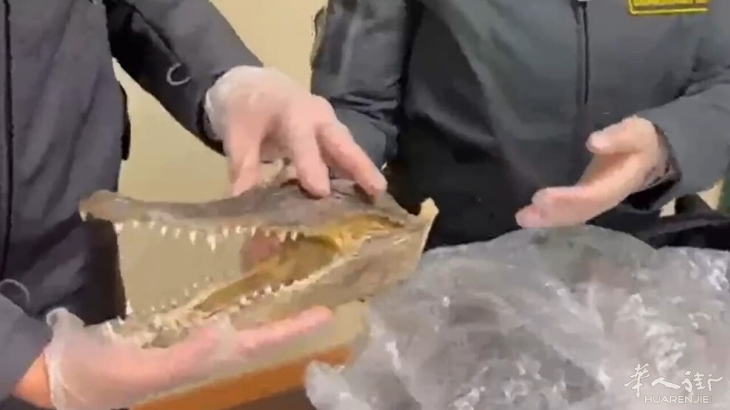 coccodrillo testa guardia finanza palermo aeroporto.jpg