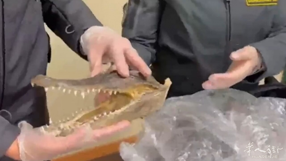 coccodrillo testa guardia finanza palermo aeroporto.jpg